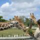 America's Teaching Zoo